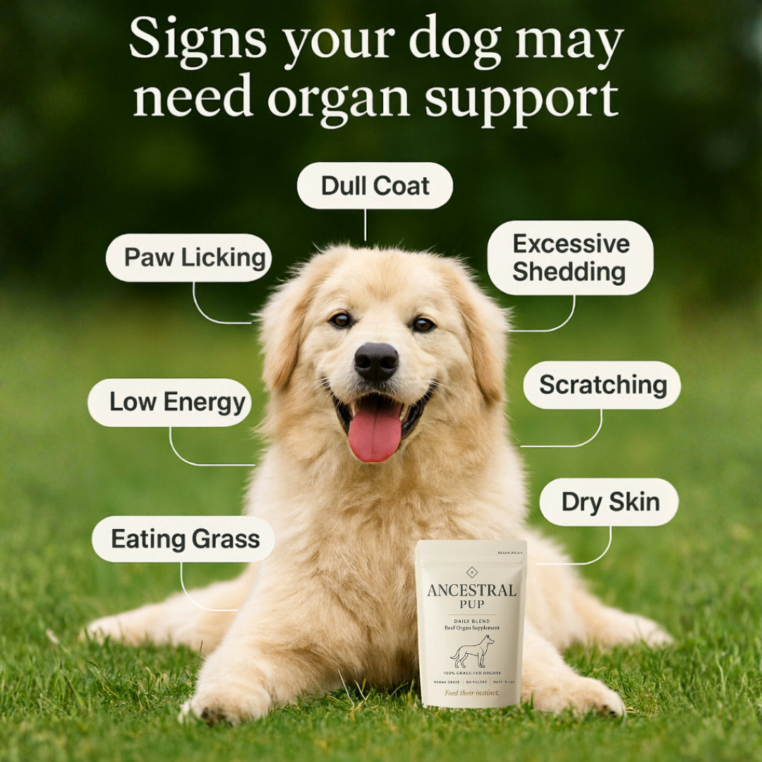 Ancestral Pup Beef Organs Powder